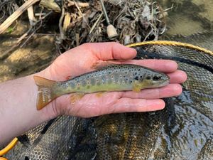 Brown Trout