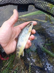 Brown Trout