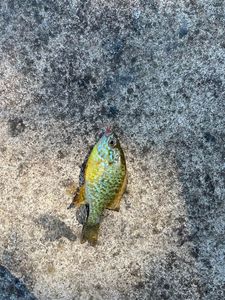 Green Sunfish