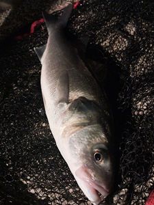 European Bass (Seabass)