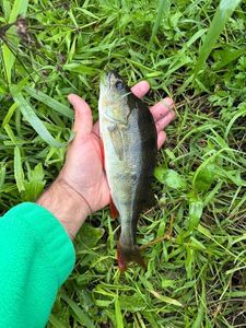 European Perch