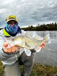 Zander