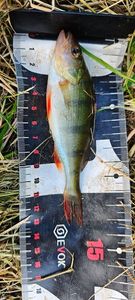 European Perch