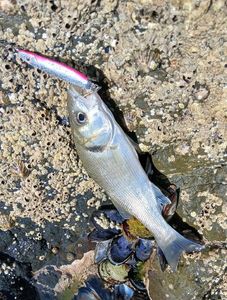 European Bass (Seabass)