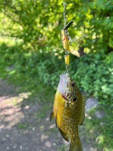 Green Sunfish