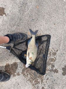 Common Bream