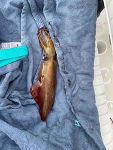 European Squid