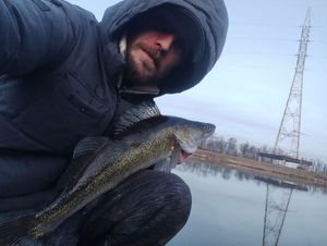 Zander