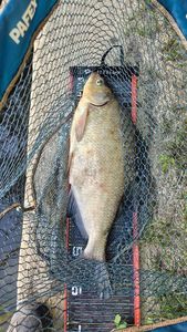 Common Bream
