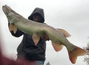 Northern Pike