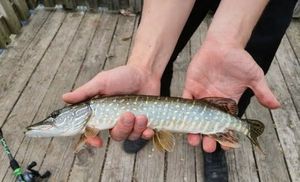 Northern Pike