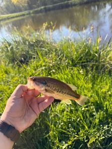 Smallmouth Bass