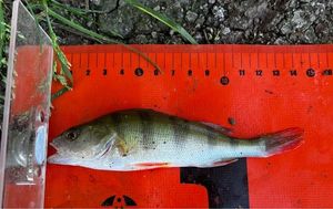 European Perch