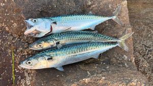 Mackerel