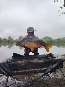 Mirror Carp