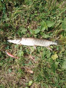 Northern Pike