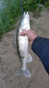 Zander