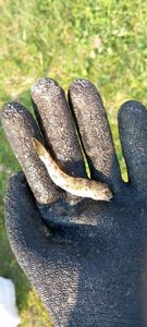 Giant Goby