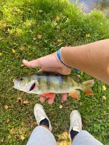 European Perch