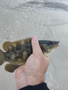 Ballan Wrasse