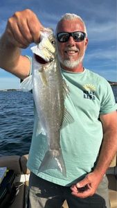 European Bass (Seabass)