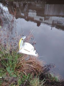 Common Bream