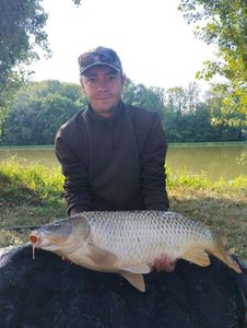 Common Carp