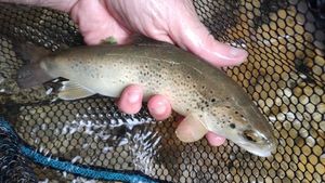 Brown Trout