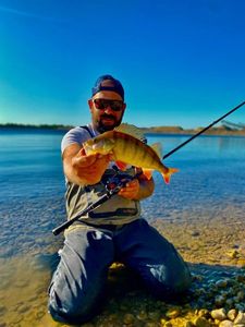European Perch