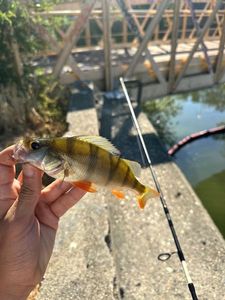 Yellow Perch