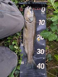 Brown Trout