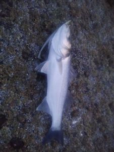 European Bass (Seabass)