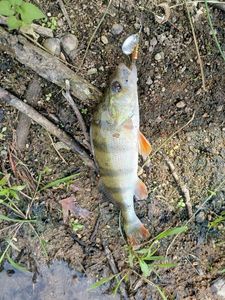 European Perch