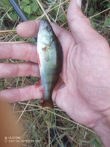 European Perch