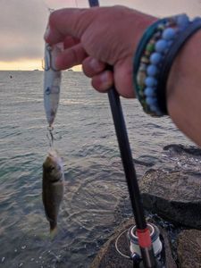 European Bass (Seabass)