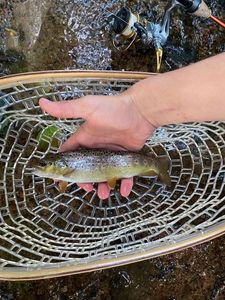 Brown Trout