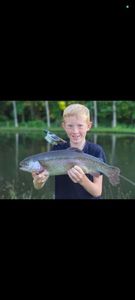 Rainbow Trout