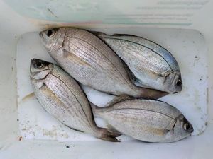 Black Seabream