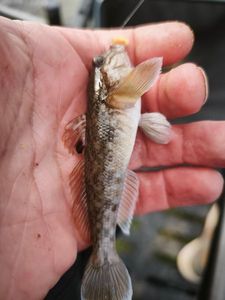Giant Goby