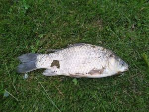 Common Carp
