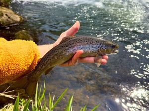 Brown Trout
