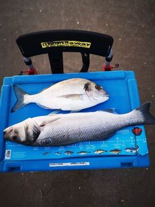 Gilthead Seabream