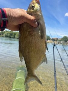 Common Bream