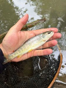 Brown Trout
