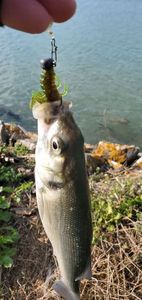 European Bass (Seabass)