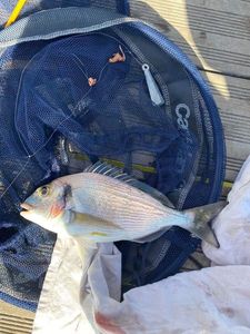 Black Seabream