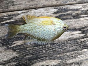 Pumpkinseed