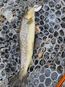 Brown Trout