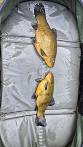 Tench