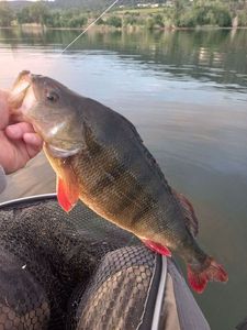 European Perch